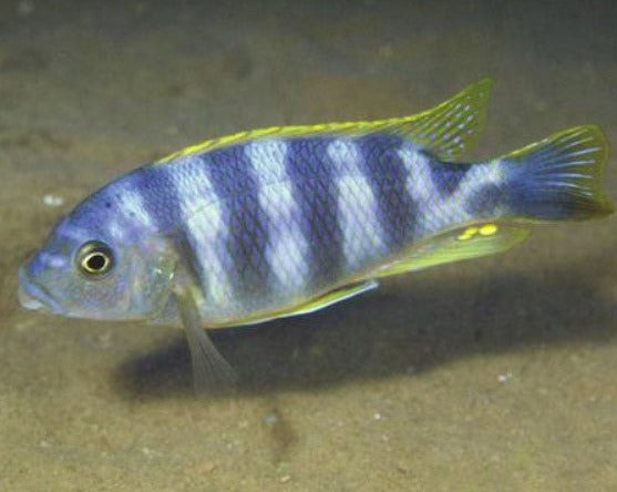Petrotilapia "Thick Bar Chitimba"