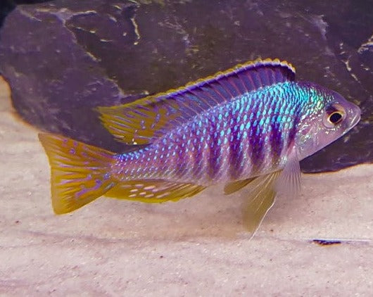 Placidochromis "Jalo"