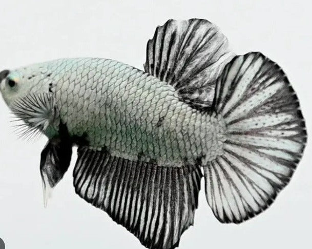 Plakat Black Dragon Male Betta
