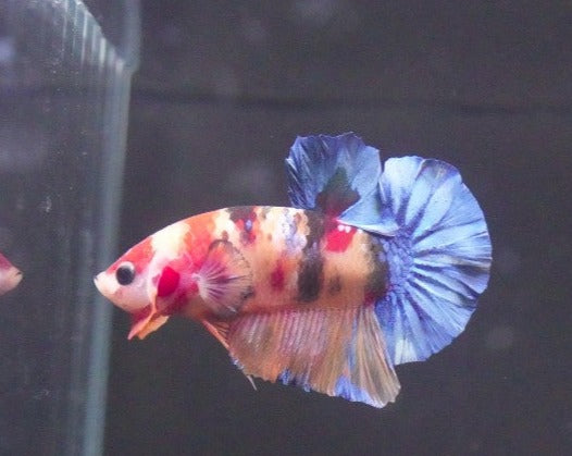 Plakat Galaxy Candy Male Betta