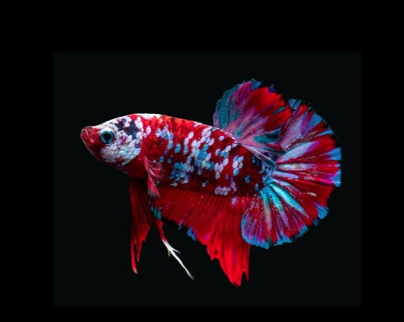 Plakat Galaxy Koi Male Betta