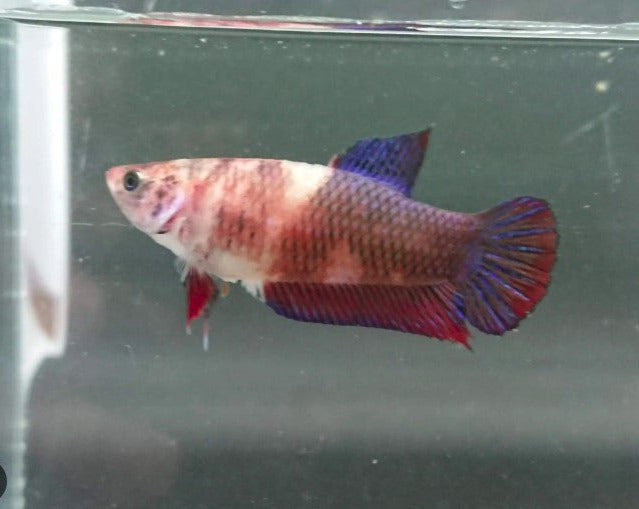 Half Moon Candy Female Betta