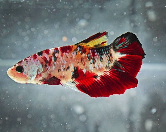 Plakat Koi Male Betta