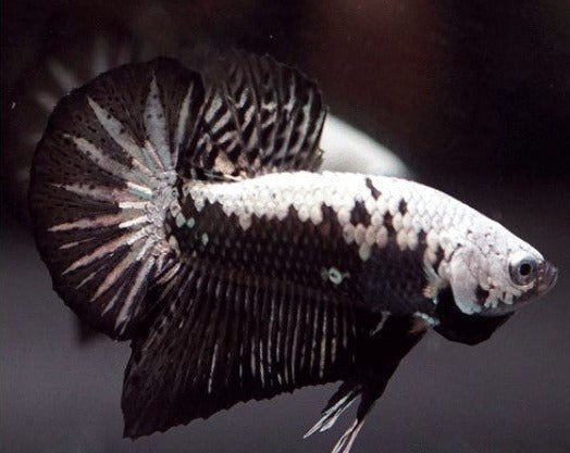 Plakat Samurai Black Male Betta