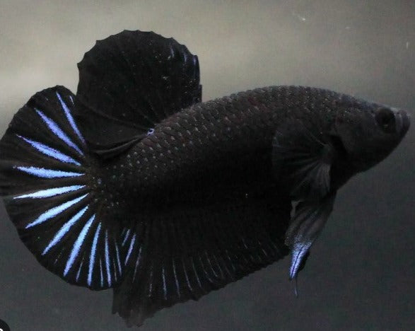 Plakat Super Black Male Betta