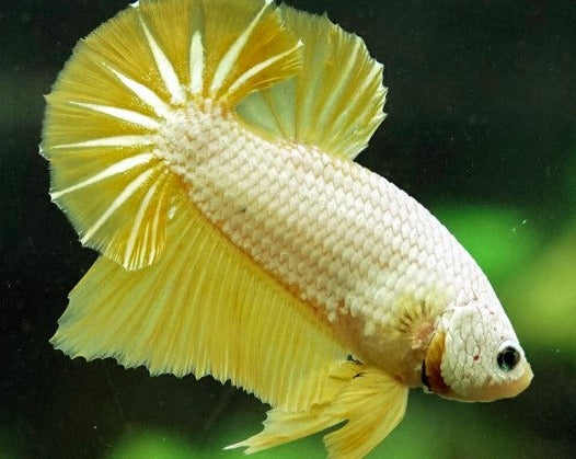 Plakat Yellow Dragon Male Betta