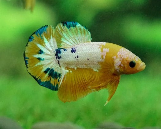Plakat Yellow Hellboy Male Betta
