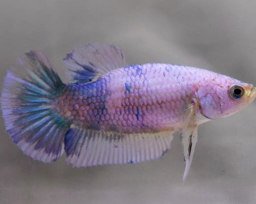 Half Moon Female Betta