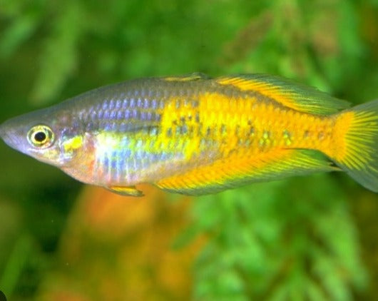 Port Moresby Rainbow