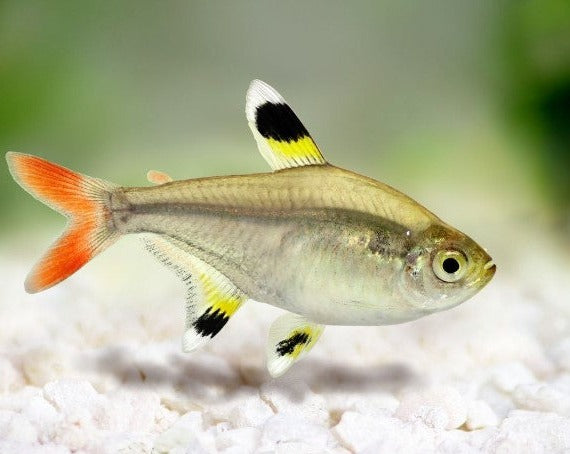 Pristella Tetra