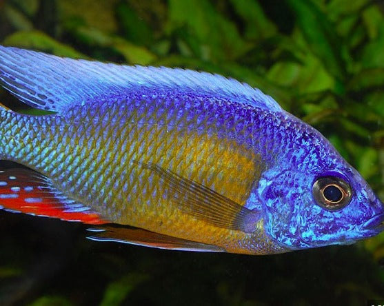 Protomelas "Steveni Taiwan Tanzania" “Male”