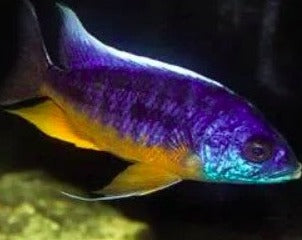 Protomelas Spilonotus Tanzania "Insignus"