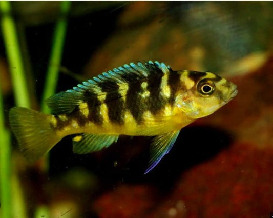 Pseudotropheus "Crabro Bumble Bee"