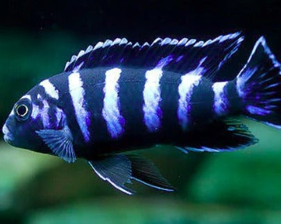Pseudotropheus "Demasoni"