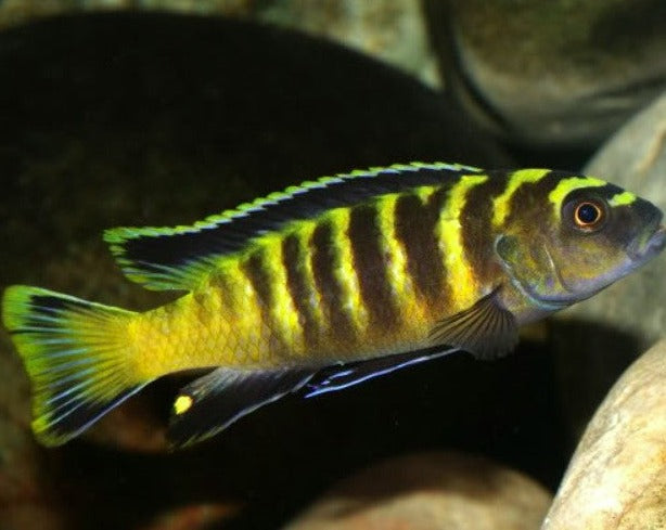 Pseudotropheus "Flavus" I
