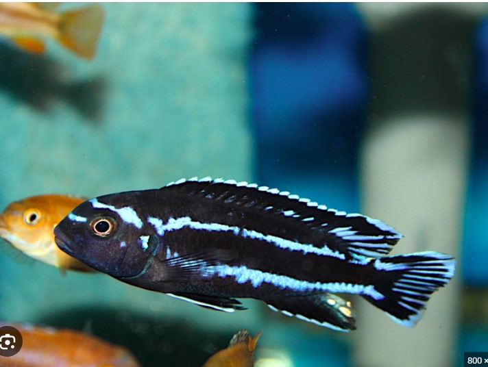 Pseudotropheus "Johanni"