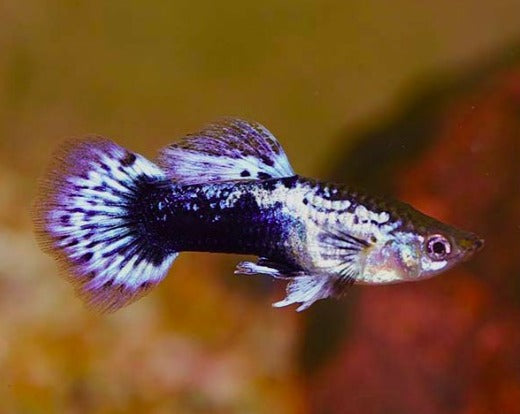 Batik Purple Guppy