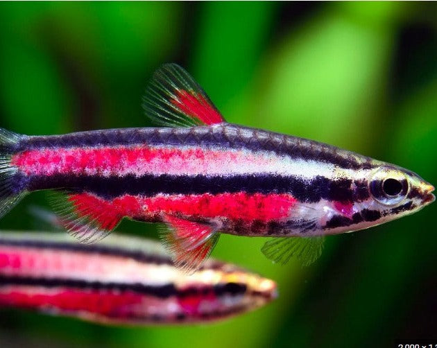 Purple Pencilfish