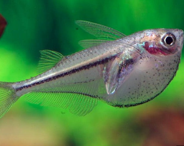Pygmy Hatchetfish