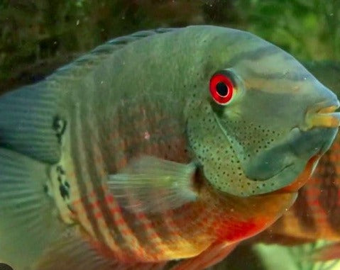 Heros Liberifer "Red Belly/Eye Severum"