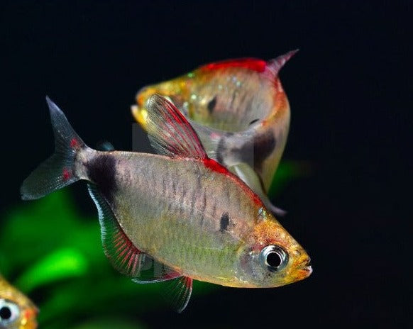 Red Moon Cap Tetra
