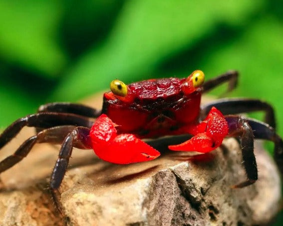 Red Carnival Crab
