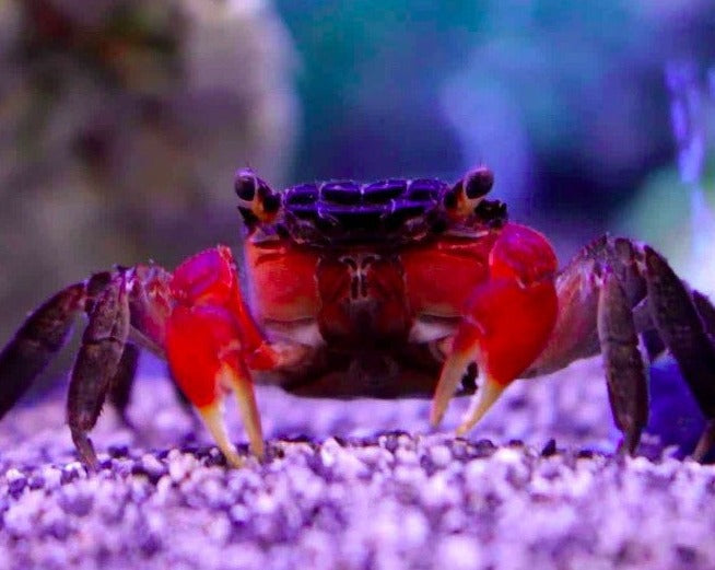 Red Claw Crab