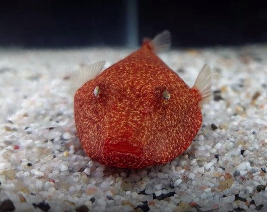 Red Congo Pufferfish