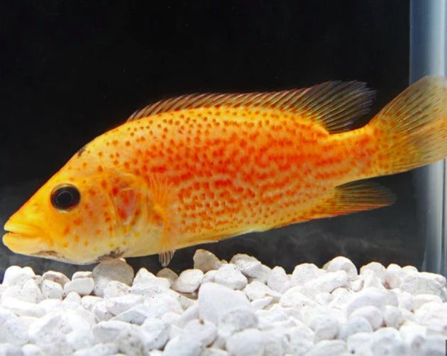 Parachromis Dovii "Red Wolf Cichlid"
