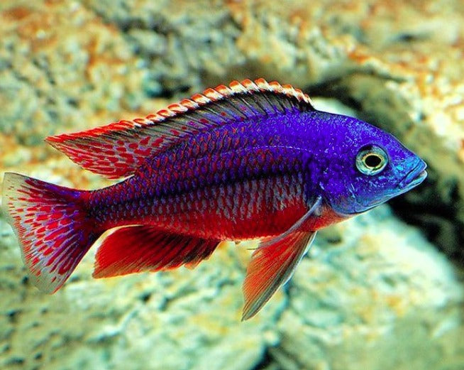 Protomelas taeniolatus "Red Empress"