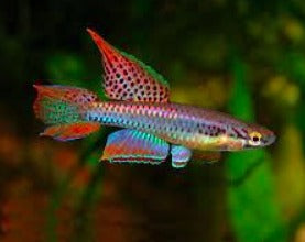 Red Lagos Killifish