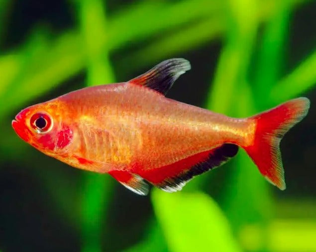 Red Phantom Tetra