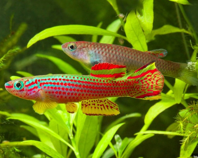 Red Striped Killifish pair