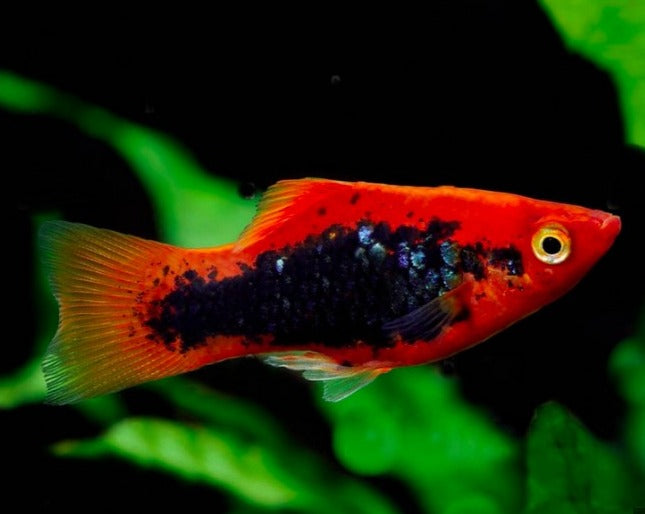 Red Tuxedo Platy