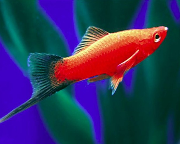 Red Wag Swordtail