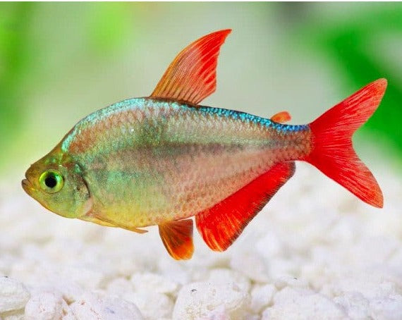 Red and Blue Colombian Tetra