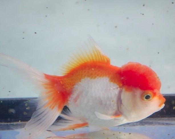 Red and White Oranda Goldfish