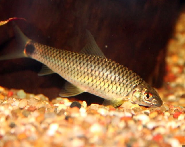 Reticulated Siamese Algae Eater