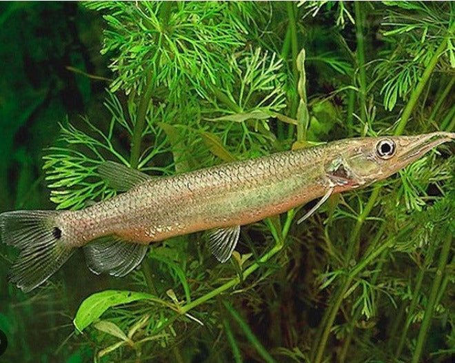 Rocket Gar