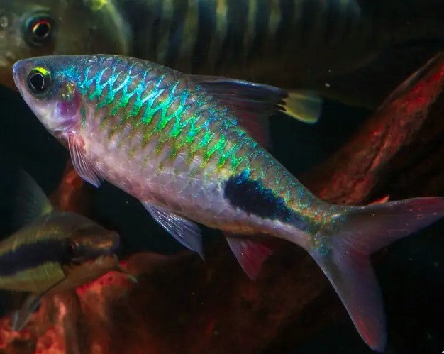 Rohan's Imperial Barb