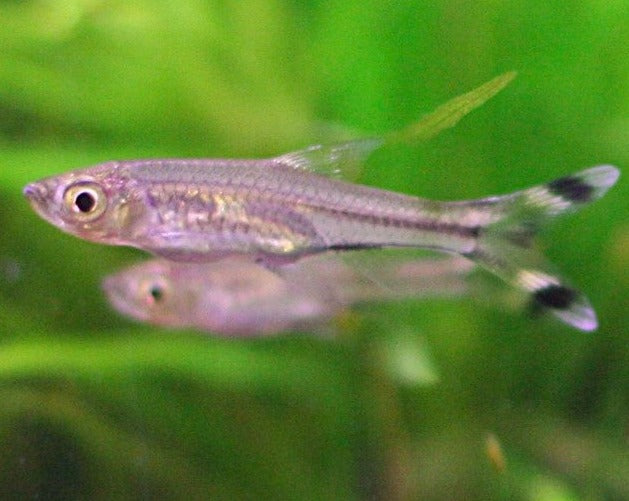 Scissortail Rasbora