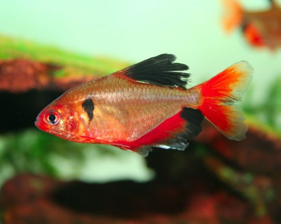Serpae Tetra