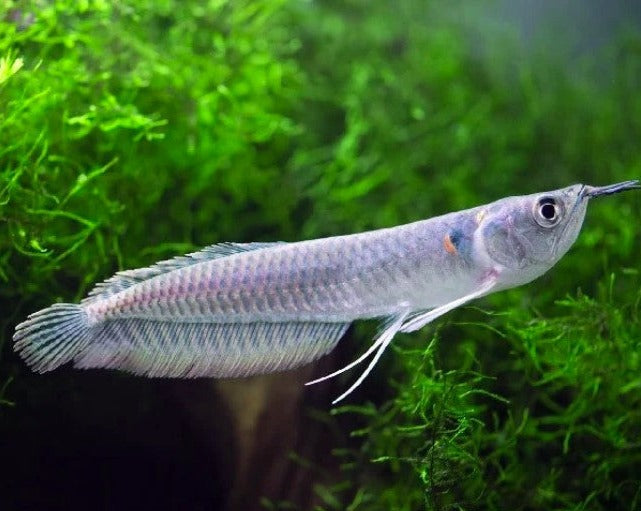 Silver Arowana