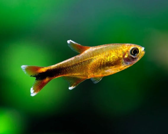 Silver Tip Tetra