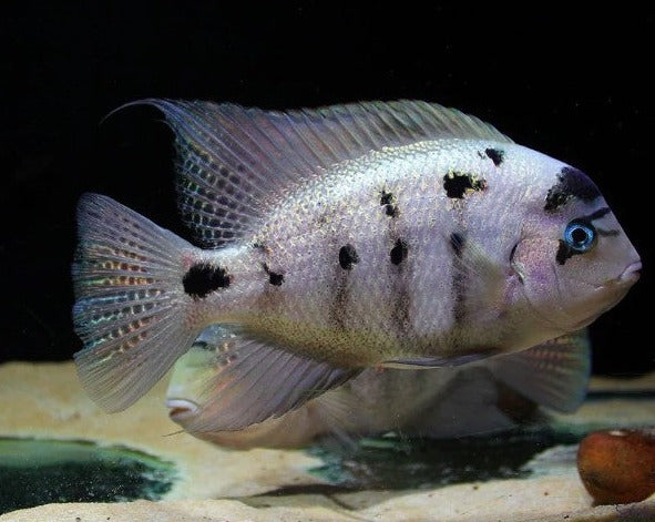 Nosferatu Argentea "Masked Vieja"