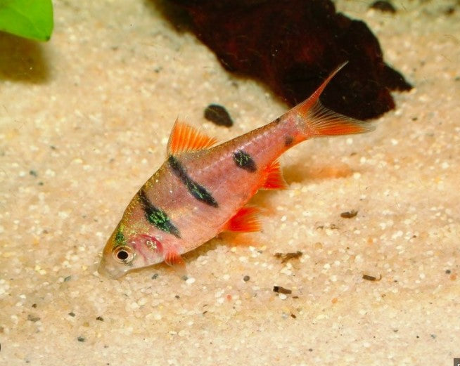 Six Banded Barb
