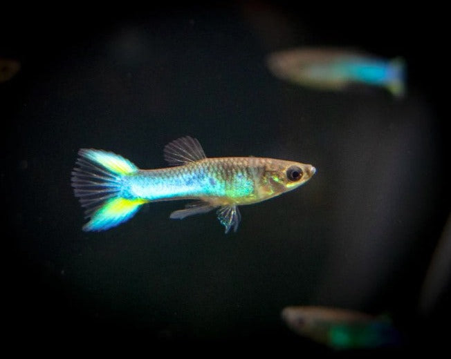 Sky Blue Endler