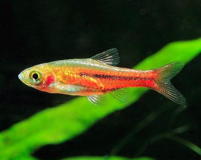 Somphong's Rasbora