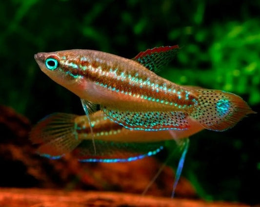 Sparkling Gourami