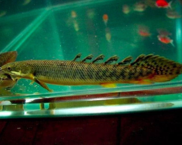 Speckled Bichir